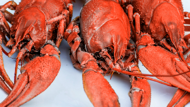 lobster